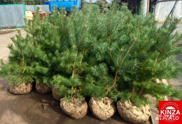 Сосна горная и другие растения