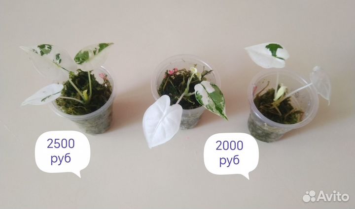 Алоказии,редкие сциндапсусы,иные прекрасные цветы