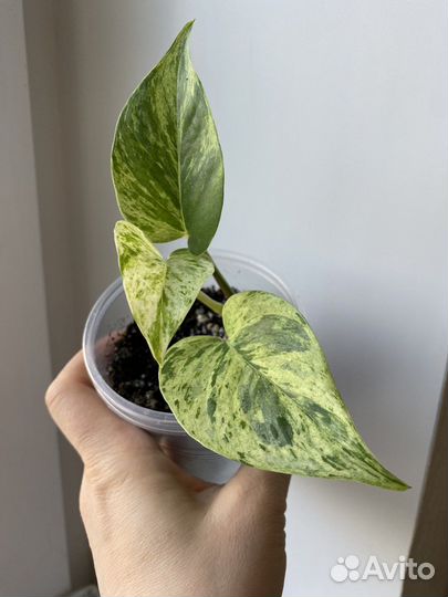 Комнатные растения,цветы.Разные