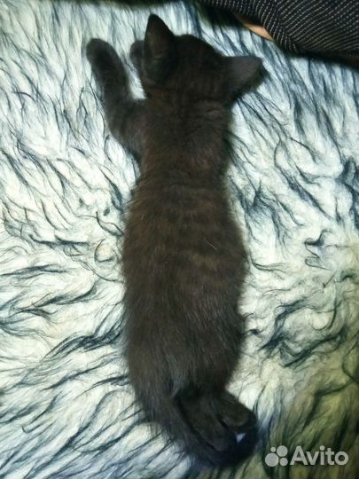 Котёнок