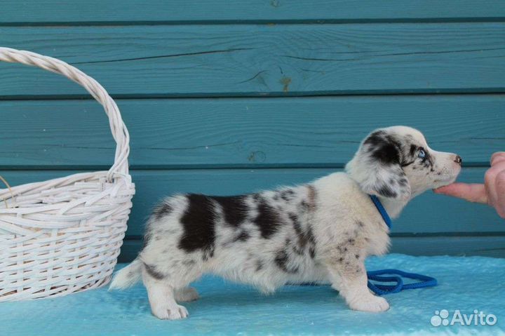 Щенки вельш-корги кардиган