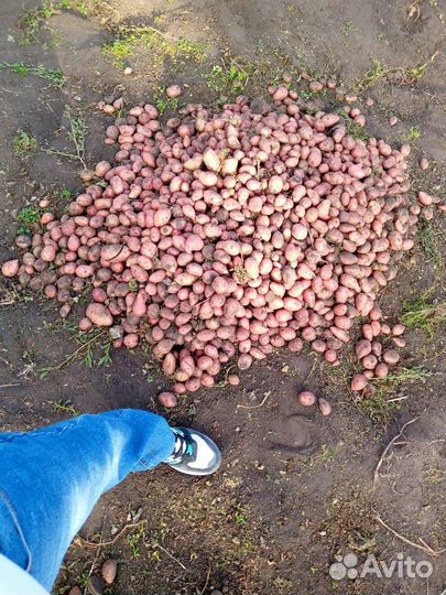 Картофель, кабачки обмен на молочные продукты