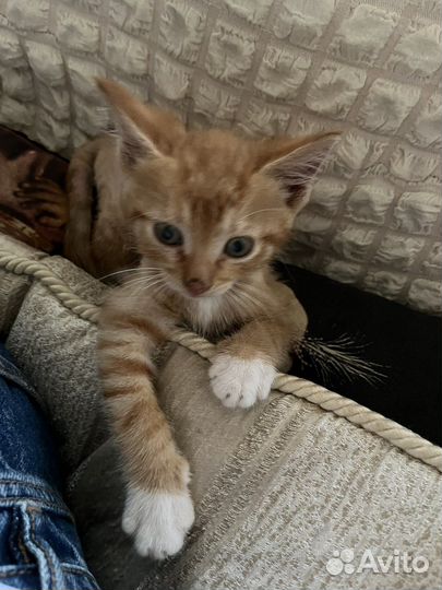 Рыжий котенок
