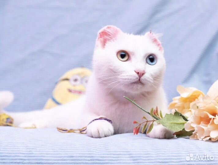 Кошки в добрые руки