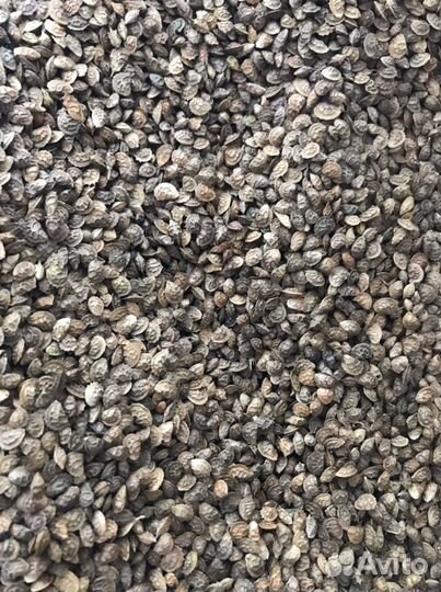 Эспарцет песчанный, семена Медоносы Сидераты