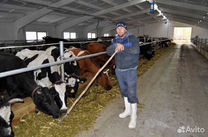 Скотник Вахта на фермах