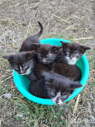 Котята в добрые руки 1 месяц