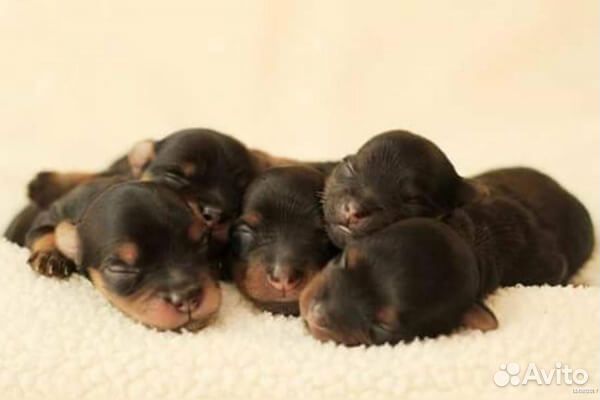 Щенки йорка