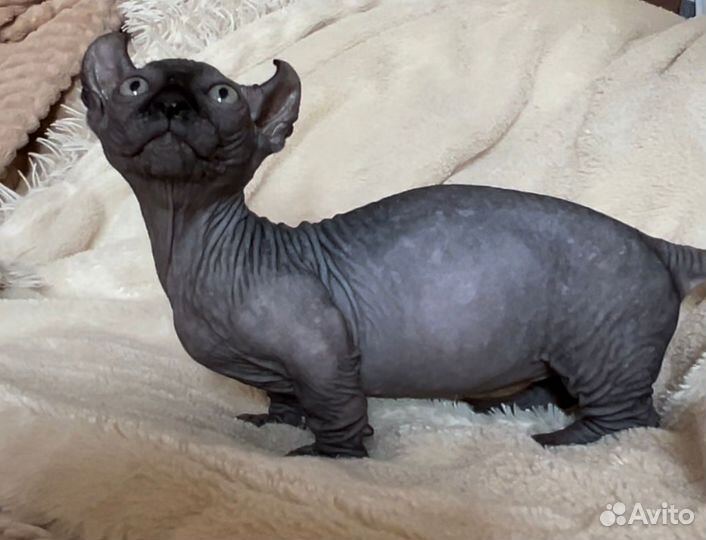 Сфинкс двэльф