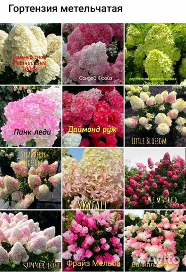 Гортензия метельчатая