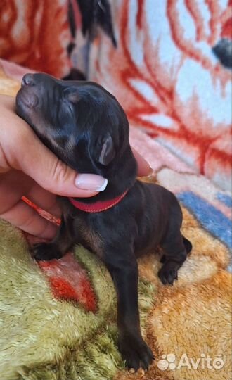 Щенки добермана