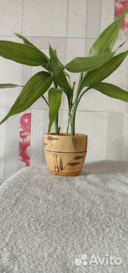 Драцена бамбук