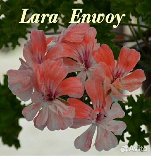 Герань пеларгония