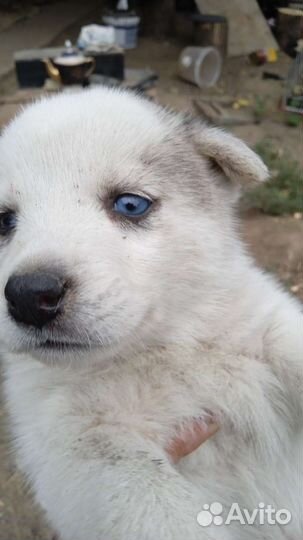 Отдам бесплатно