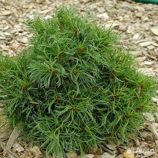 Сосна веймутова и черная(подробности в описании)