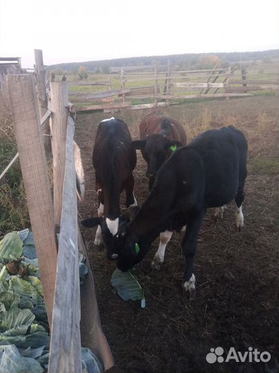 Телята бычки