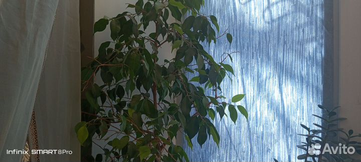 Фикус бенджамина