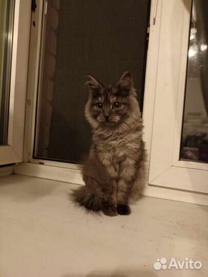 Кошка в дар