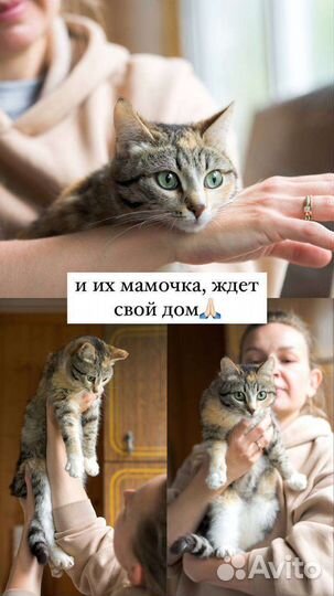 Кошка в добрые руки