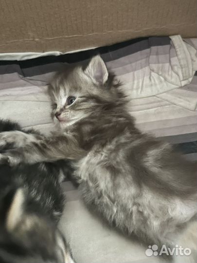 Котята в добрые руки бесплатно