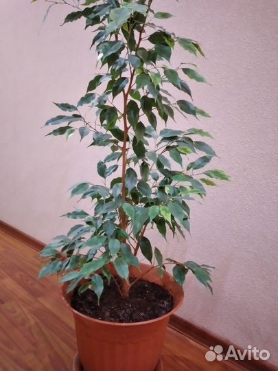 Фикус бенджамина