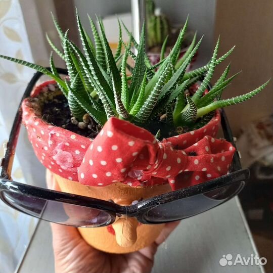 Кактусы и суккуленты в дизайнерском кашпо