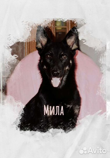 Собака в добрые руки