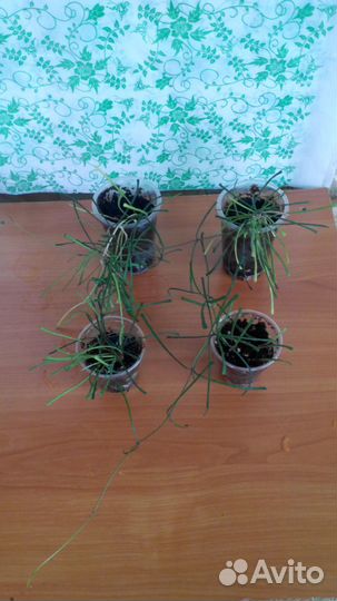 Кротоны и Хойи