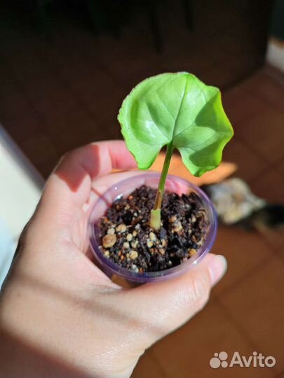 Сингониум жадэ,моттлед,Рэд Эрроу, Регина ред