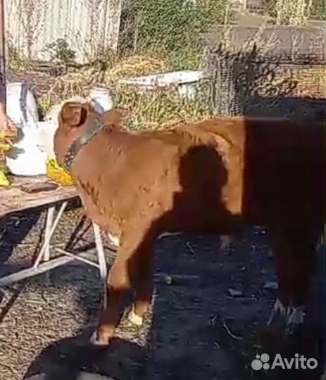 Телёнок бычок 4 мес