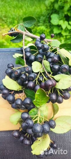 Огурцы Черноплодная рябина Арония Мичурина Амит