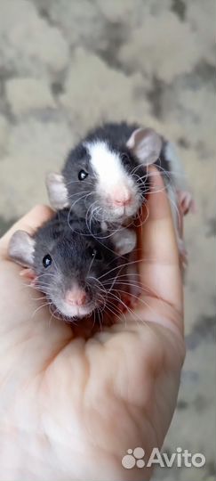 Крыса Дамбо и Стандрт девочки