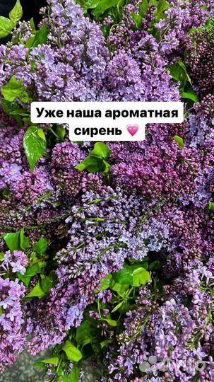 Сирень цветы