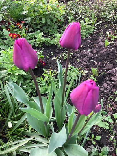 Луковицы тюльпанов