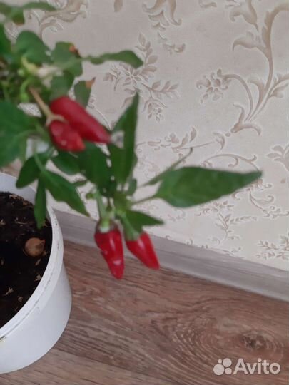 Комнатный перец жгучий
