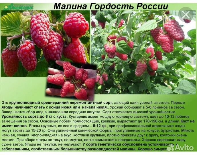 Малина саженцы