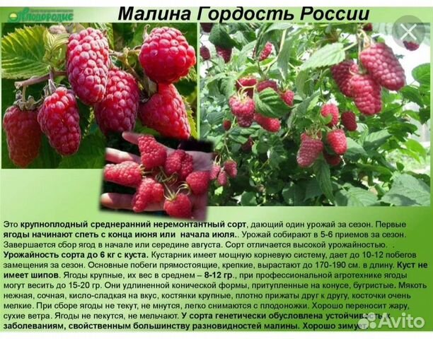 Малина саженцы