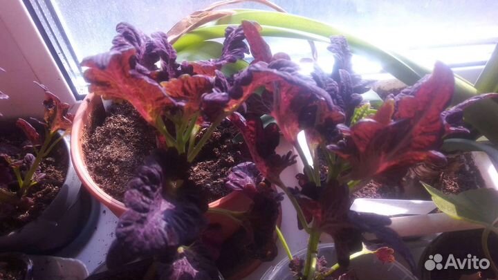 Колеус Блюме