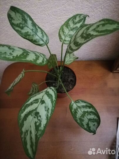Аглаонема 2-х видов