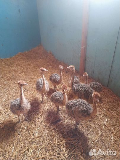 Цыплята страуса