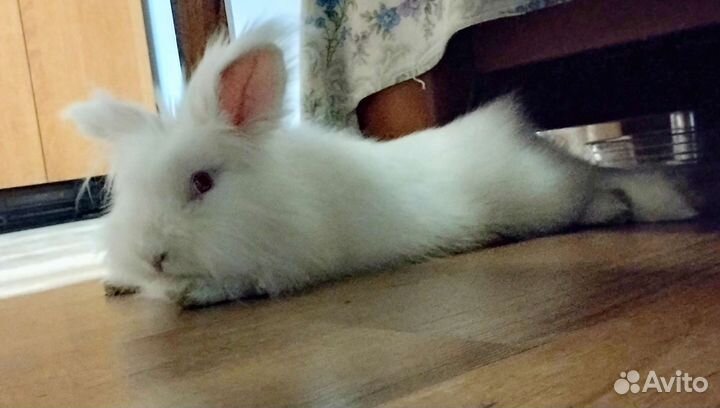 Львиноголовый декоративный кролик (вязка)