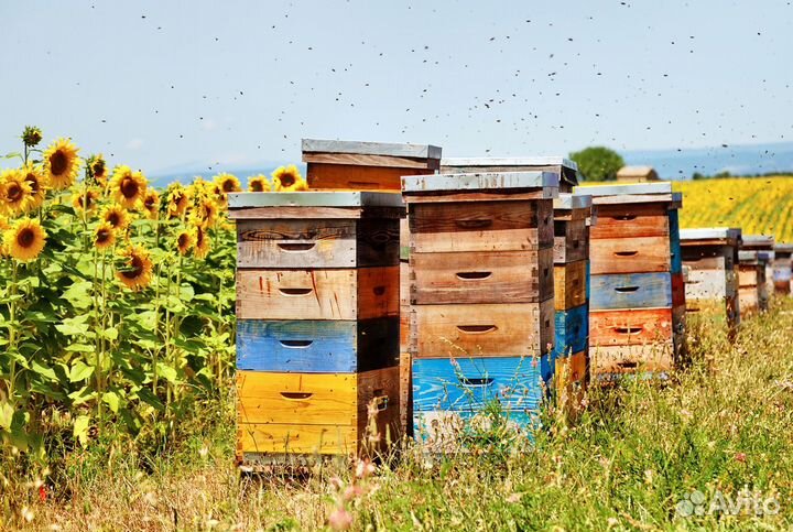 2024 Мёд натуральный из Алтая опт