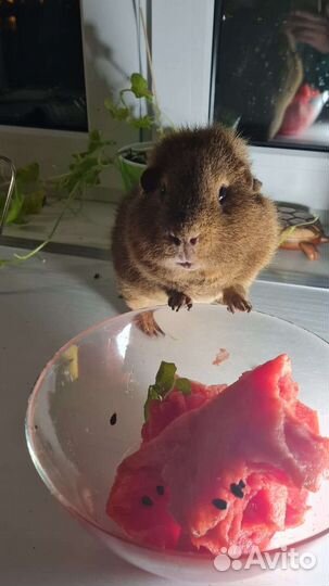 Морские свинки породы тедди- однополая пара
