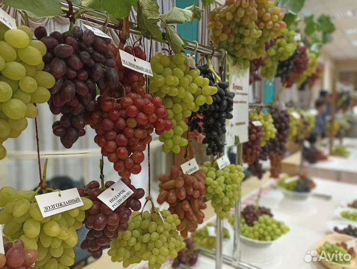 Черенки винограда