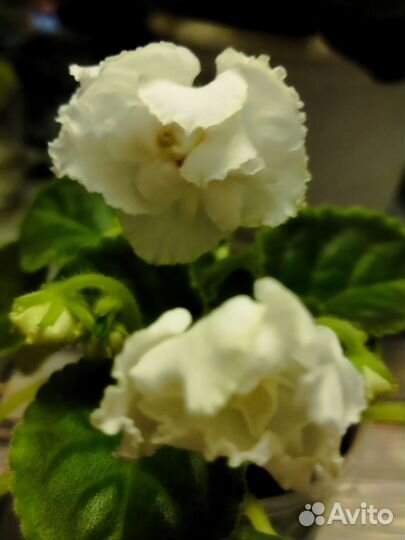 Фиалка, укоренённые листы