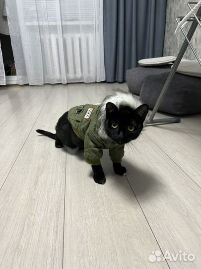 Куртка для собаки/кошки