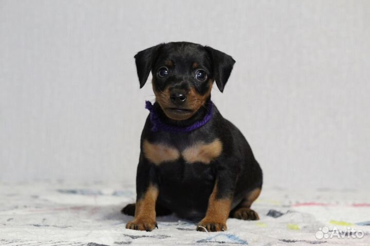 Цвергпинчер