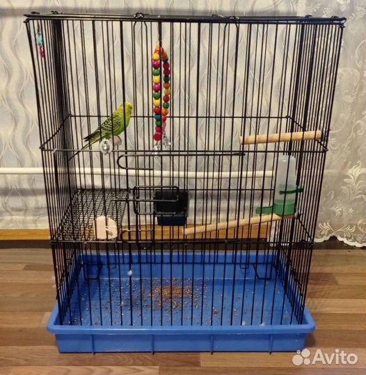 Продам попугая вместе с клеткой