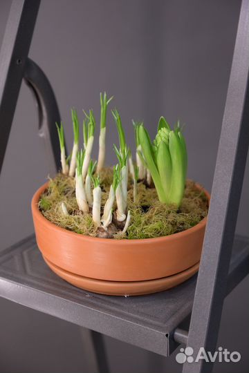 Цветы в горшках