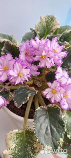 Сортовые фиалки